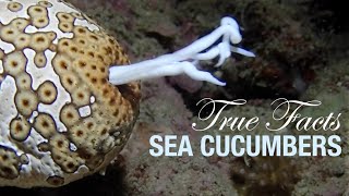 True Facts Sea Cucumbers [upl. by Hopfinger]