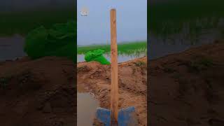 Urea sulphur falad kar rahe hasubscribe trending farmingfarmer shortsviral youtubepunjabisong [upl. by Bessy855]