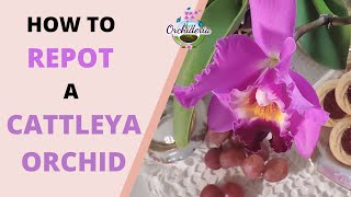 10 Hasslefree Steps amp Tips You Didnt Know About Cattleya Orchids [upl. by Yrtnej212]