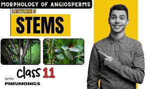 Morphology of Angiosperms Stem 1  Lecture 3  Class 11 Nepal  Easy Explanation with Mnemonics [upl. by Neysa]