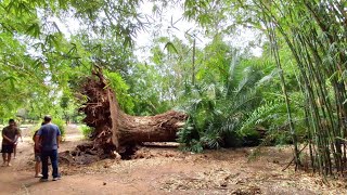 Destruição no principal parque de Porto Alegre cidade se recupera da tormenta  18012024 [upl. by Lejeune500]