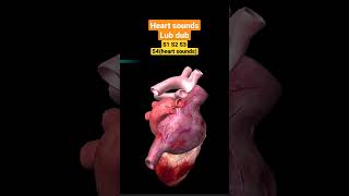 Heart Sounds and Heart Murmurs3D Animationcardiovascular [upl. by Nohs674]