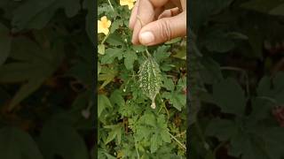 My garden bitter gourd [upl. by Cathy717]