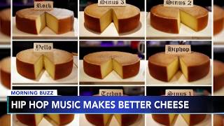 Hip hop music makes cheese taste best Study [upl. by Ltsyrk]