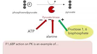 Metabolism 3 regulating glycolysis [upl. by Lenzi]