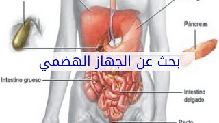 بحث عن الجهاز الهضمي [upl. by Wester]