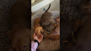 Freedom Wieners relaxation cuteanimals dachshund puppy jamnik dogbreed pets [upl. by Gerrilee994]