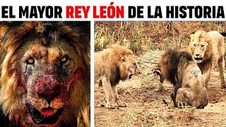 León  EL LEÓN MÁS FABULOSO QUE EL MUNDO HA VISTO JAMÁS [upl. by Arola261]