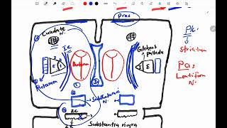 Neuroscience Basal Gangelia Direct Pathway [upl. by Bret763]