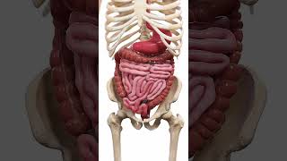 🍽️ Peristalsis The WaveLike Motion of Digestion 🍽️ anatomy [upl. by Nostets]