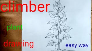 How to draw climber plant easybetel plantmedicinal plantpanpatta plantholy plantclimberpanpata [upl. by Ylsel234]