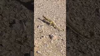 Running SpinyTailed Lizard shortfeed insects saveournature ytshort nature wildlife [upl. by Neelat440]