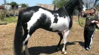 paint stallion caballo paint negro con blanco [upl. by Nnaeinahpets851]