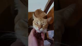 Gamay loves chin scratches Gamay Cat cute [upl. by Arol81]