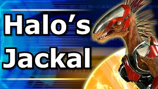 The Evolution of Halos Jackals  The Evolution of Gaming Series [upl. by Yecnahc541]