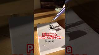 Pinning the black widow from a rehydration chamber spiders blackwidow blackwidows howto diy [upl. by Shena]