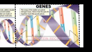 DNA Structure Function and Replication [upl. by Anstus]