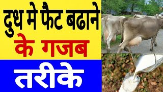 गायभैंस के दूध की फैट कैसे बढ़ाये How to increase fat in cowBuffalo milk  fat badhane ka tarike [upl. by Amitak]