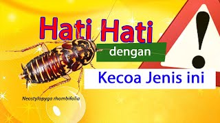 Cacing Pada Kecoa ini Berbahaya  Harlequin Cockroach  Horsehair Worm  Yunan NF [upl. by Anigue]