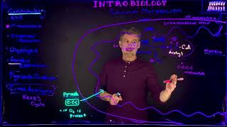 Pyruvate Oxidation and Citric Acid Cycle Overviews [upl. by Ralph249]