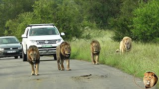 Here Comes The Lion Pride  Casper The White Lion And Brothers And Females Of Satara Pride [upl. by Hazeghi]