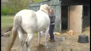 Entrenadora quotvuelaquot con violenta patada de su caballo [upl. by Valda996]