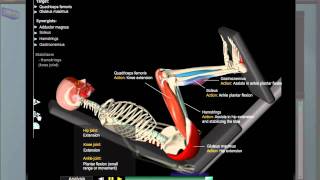 Leg Press Anatomy [upl. by Gigi]