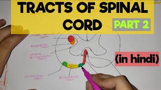 Tracts of Spinal Cord  2  Extrapyramidal Tracts [upl. by Penelope]