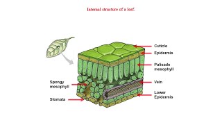 Internal structure of a leaf [upl. by Bennink]