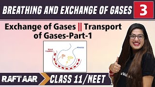 Breathing amp Exchange of Gases 03  Exchange of Gases  Transport of Gases Part1  Class 11NEET [upl. by Niwde769]