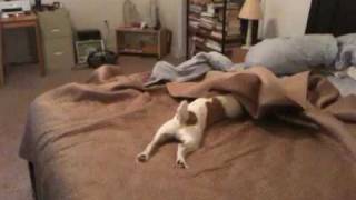 Jack Russell Terrier CLyde  Bed Surfing [upl. by Marleah334]