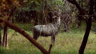 Nilgai or Blue Bull is the Largest Asian antelope [upl. by Ellehcyt976]