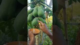 Why Do People Cultivate Papaya facts ultifacts generalknowledge urfecty [upl. by Soiritos]