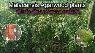 Agarwood plantsaquilaria malacansis variety farming agarwood tamilnadu karnataka andrapradesh [upl. by Eserrehs]