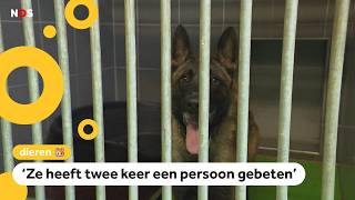 Politie neemt steeds meer bijtende honden in beslag [upl. by Lewert]