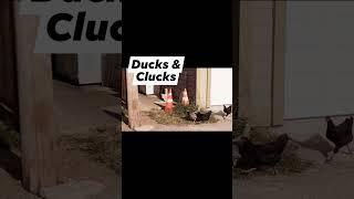 Ducks amp Clucks [upl. by Godric]