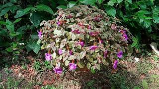 Purple Achimenes LongifloraCupids BowNut Orchid amp Magic FlowerImelda Ingram [upl. by Rubio]