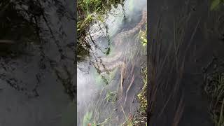 ¿Gigantes del Amazonas Anacondas ASOMBROSAS en su hábitat natural [upl. by Armand498]