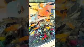 Moly Fish 🐟 🐠मौलीफिशমলি ফিশCichlidBros Petsman0 [upl. by Heffron]