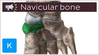 Navicular bone  Anatomical Terms Pronunciation by Kenhub [upl. by Garnette]