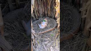 What is the little rabbit doing in the nest Cute pet debut plan Rabbit rural cute pet [upl. by Benjamin]