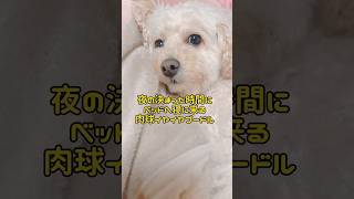 寝ぼけた顔の犬🐩‪プードル 日常 vlog 犬のいる暮らし shorts [upl. by Eigram424]