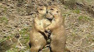 Kissing Prairie Dogs [upl. by Relyc905]