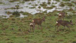 Natuur in NoordBrabant reetjes spotten in de Biesbosch [upl. by Jeanna]