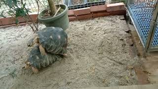 Tortoises mating part1 animal capcut tortoises  animal kingdom animals mating animal behaviour [upl. by Morie]