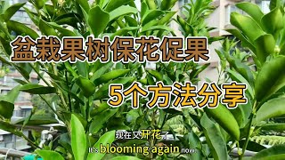 盆栽果树保花促果5个方法 果树只开花不结果 [upl. by Lilak]