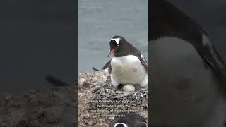 Interesting Adelie Penguin Facts [upl. by Acissehc]