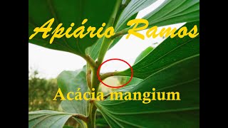 Acácia mangium melífera ideal para apis [upl. by Drabeck338]