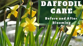 Caring for Daffodils Before and After They Flower 💛 [upl. by Danell]