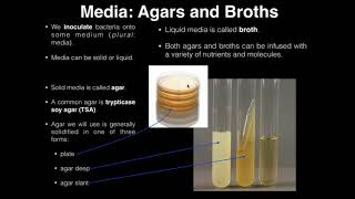 Lab Exercise 1 Introduction to Microbiology [upl. by Esoryram]